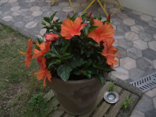 Fleurs d'hibiscus orange vibrant dans un pot en terre cuite au gîte L'escale Marine à La Rochelle