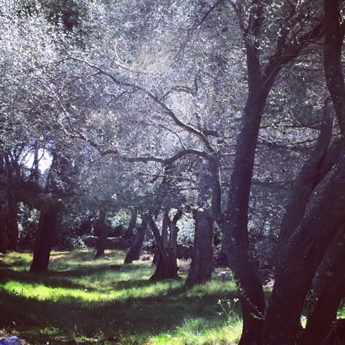 Shaded forest grove with tall trees and sunlit green grass at Saint Martin bed and breakfast in Ollioules, France