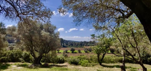 Scenic Provence vineyard view from Saint Martin B&B in Ollioules, France with olive trees