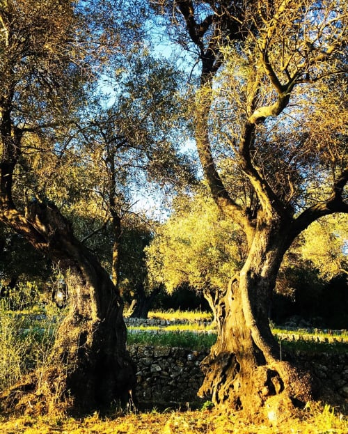 Ancient olive trees at Saint Martin B&B in Ollioules, France, with golden sunlit branches and green field views