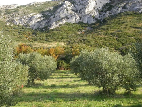 Olive grove at Mas des Artistes with limestone hills in Mouriès, Provence