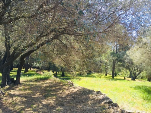 Olive grove at Saint Martin B&B in Ollioules, France with shaded trees and green grass
