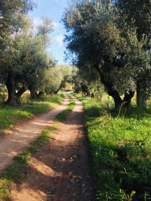 Tree-lined dirt path at Saint Martin B&B in Ollioules, France, with olive trees and green grass