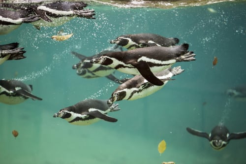 Penguins swimming underwater in turquoise water at Les gîtes des châteaux, Vallières-les-Grandes