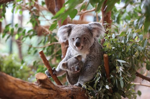 Mother koala with baby in eucalyptus tree at Les gîtes des châteaux, Vallières-les-Grandes