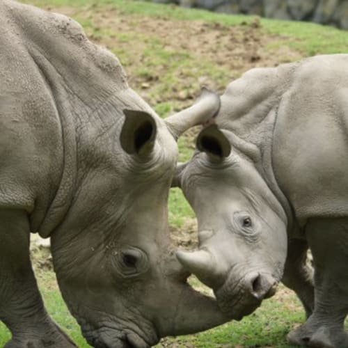 Two rhinoceros interact at Les gîtes des châteaux, a charming bed and breakfast in Vallières-les-Grandes, France.