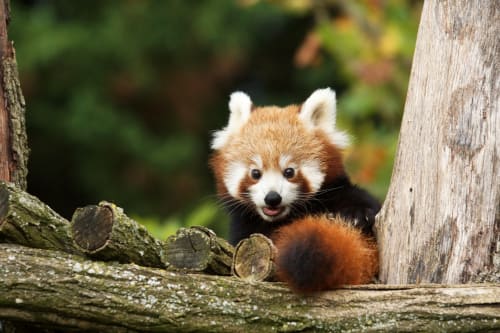 Red panda at Les gîtes des châteaux in Vallières-les-Grandes, peering from behind wooden logs