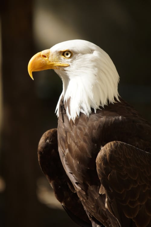 Majestic bald eagle portrait at Les gîtes des châteaux, Vallières-les-Grandes