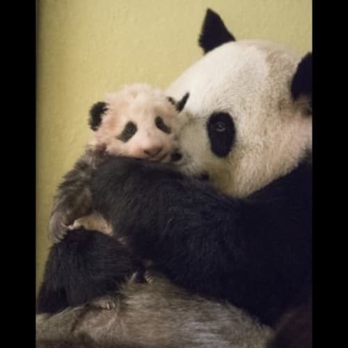Mother panda tenderly holding her baby panda cub at Les gîtes des châteaux in Vallières-les-Grandes