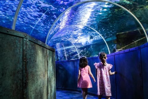 Two children viewing marine life through curved aquarium tunnel at Les gîtes des châteaux in Vallières-les-Grandes