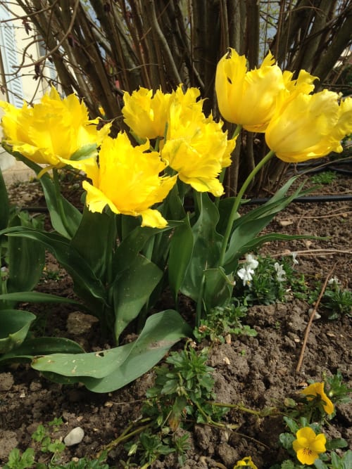 Strahlend gelbe Tulpen blühen im Garten des La Croix De La Jarrie, ein charmantes französisches Gästehaus in Châtres