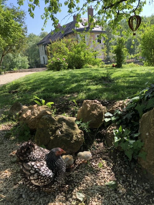 Poules dans le jardin du Moulin De La Chevrière, charmant gîte français à Saché dans un manoir en pierre.