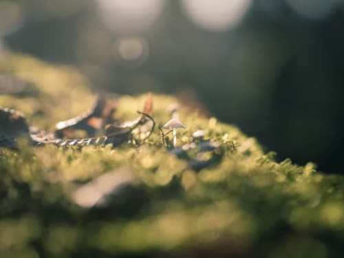 Tiny mushroom growing on moss-covered branch at Les gîtes des châteaux, Vallières-les-Grandes