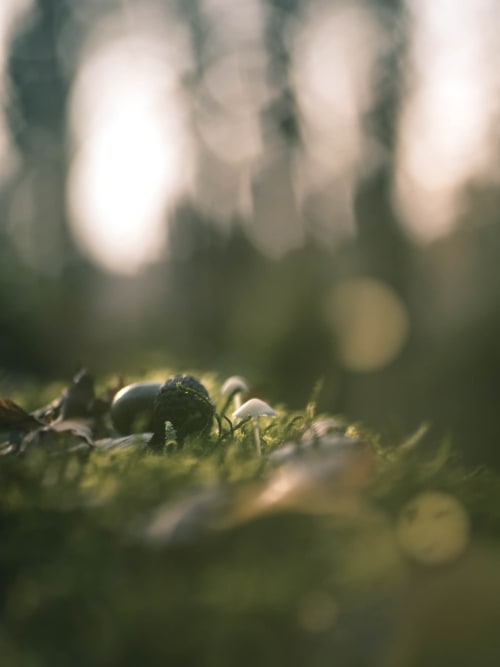Macro close-up of moss and small plants in forest at Les gîtes des châteaux, Vallières-les-Grandes
