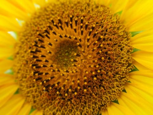 Close-up of sunflower's golden petals and brown disk florets from Les gîtes des châteaux, Vallières-les-Grandes