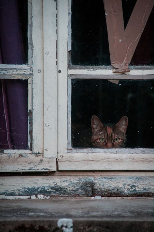 Tabby cat peering through rustic window at Les gîtes des châteaux, Vallières-les-Grandes