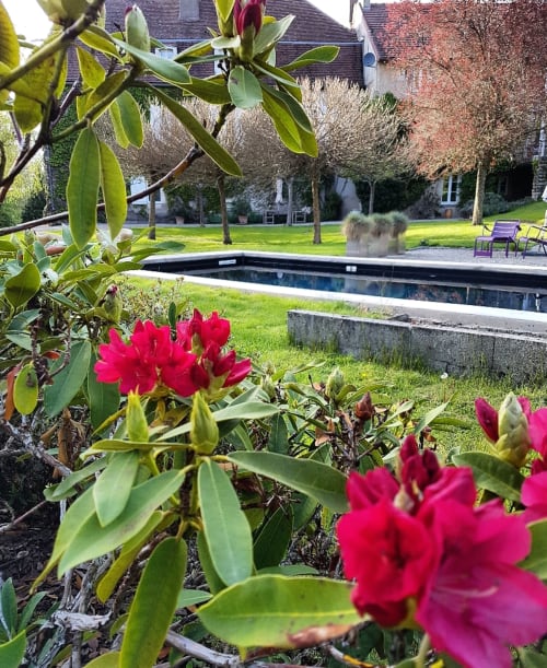 Levendige rododendrons in bloei bij het zwembad van Moulin Renaudiots, Autun-hotel met verzorgde tuin en zitplaats