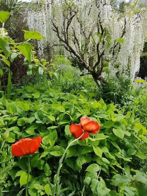 Rode klaprozen bloeien in de tuin van Moulin Renaudiots in Autun, Frankrijk, onder witte blauweregentakken