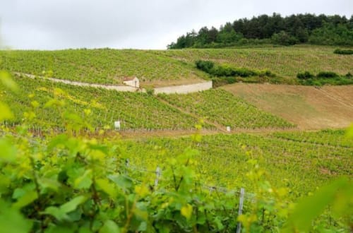 Discover the vineyards of Chablis, Irancy, Saint-Bris le Vineux or Vézelay during your stay in b&b at the Château de Ribourdin 
