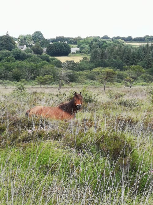 Landes de Cragou, Gîtes du Bulz