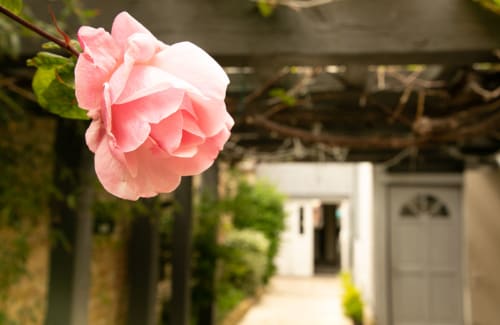 Rose rose fleurissant à l'entrée de l'hôtel Les Cabines à Houlgate, France