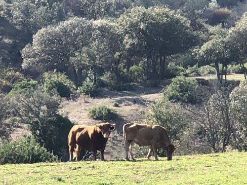 Dos reses pastando en un prado de Villas Marincelu, Porto Pollo, con árboles mediterráneos de fondo