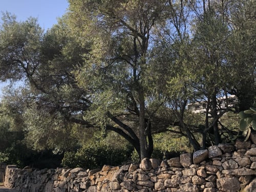 Olivos y muros de piedra en Villas Marincelu, Serra di Ferro, Córcega