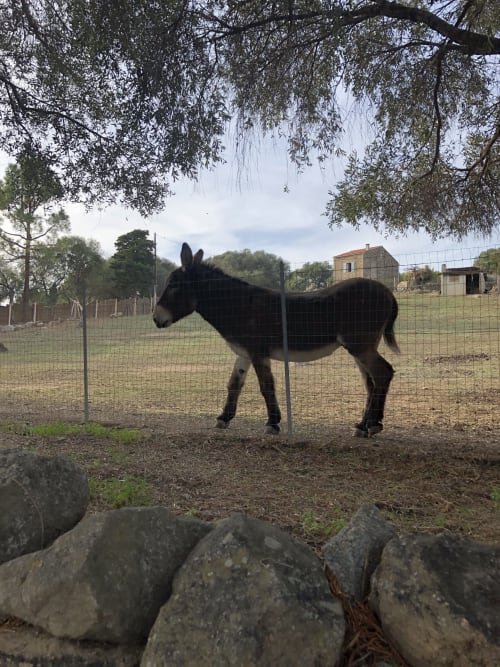 Black donkey standing in fenced pasture at Villas Marincelu, Porto Pollo, Tuscany
