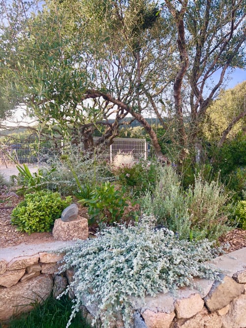 Jardin méditerranéen aux Villas Marincelu avec oliviers, plantes résistantes à la sécheresse et vues sur les montagnes de Serra di Ferro