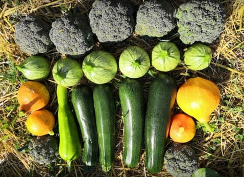 Légumes frais du jardin incluant courgettes, choux brocolis et potimarons de La Petite étoile D'hôtes En Mercantour