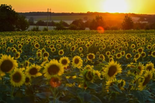 Champ de tournesols au coucher du soleil près du Relais Motel de Maisonnay en France