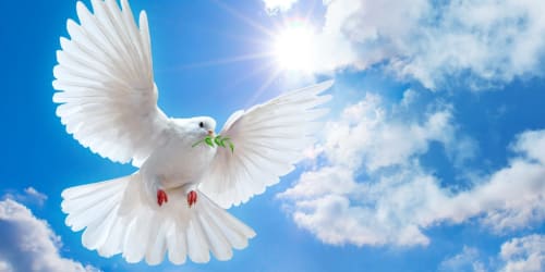 White dove with olive branch flying against blue sky clouds, symbolizing peace at Château d'Hassonville B&B in