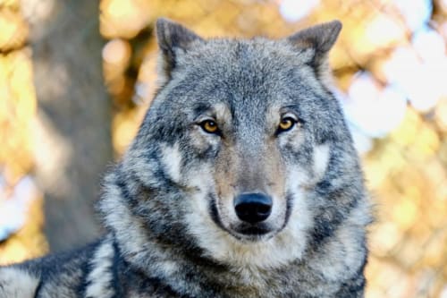 Loup gris aux yeux ambrés dans la forêt de Mercantour près de Saint-Dalmas-le-Selvage