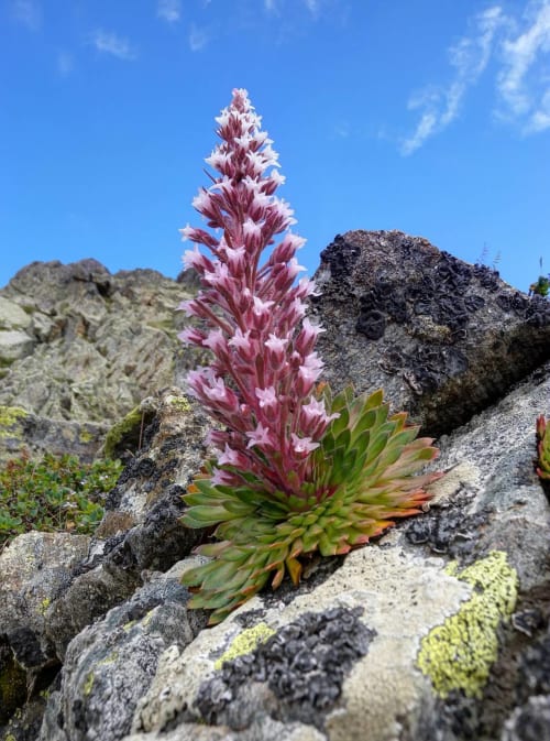 Fleur alpine en fleur sur terrain rocheux près de Saint-Dalmas-le-Selvage en région Mercantour