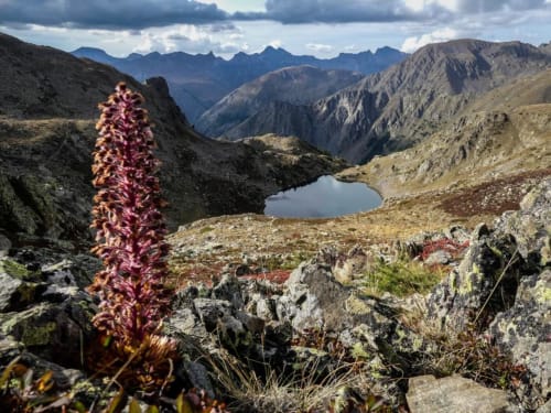 Paysage de montagne alpine avec fleur sauvage rouge, lac alpin et pics près de Saint-Dalmas-le-Selvage