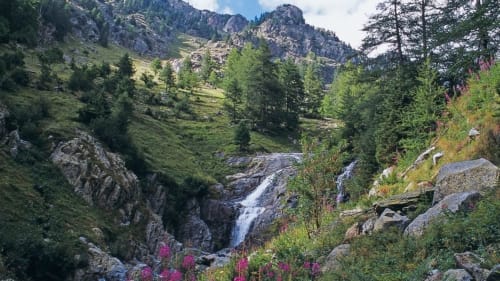 Vallée de montagne avec cascade, sapins et fleurs sauvages près de La Petite étoile D'hôtes En Mercantour