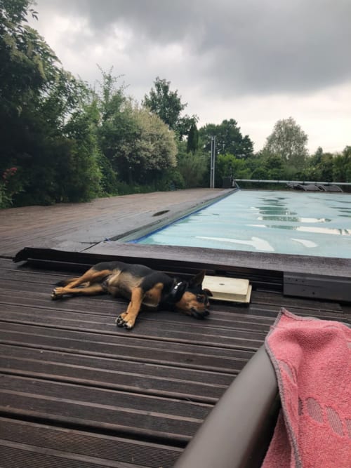 Chien se relaxant sur une terrasse en bois près de la piscine de La Tour Blanche, gîte à Forest-Montiers, France
