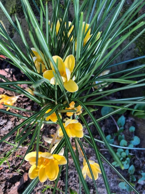Fleurs jaunes de Crocus s'épanouissant parmi un feuillage vert hérissé à La Tour Blanche, chambre d'hôtes à Forest-Montiers