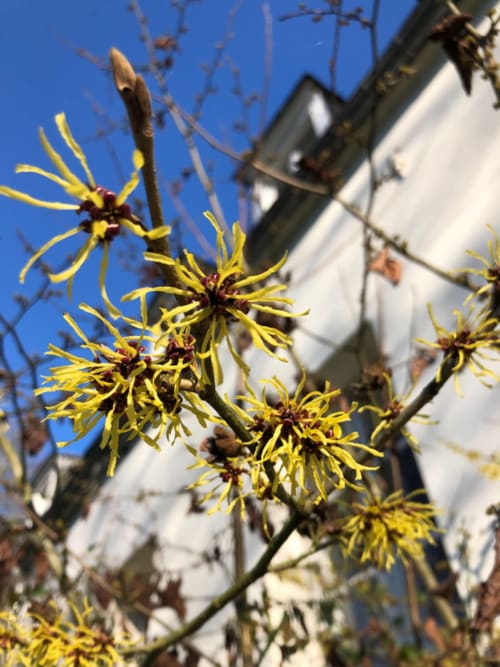 Fleurs jaunes d'Hamamelis de Virginie contre un ciel bleu à La Tour Blanche, gîte en Forêt-Montiers, France