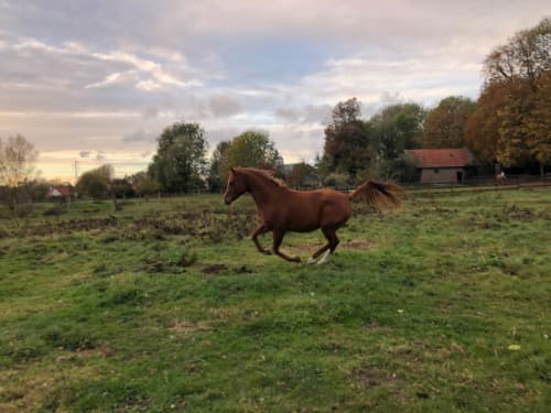 Cheval brun galopant dans la prairie du gîte La Tour Blanche, Forest-Montiers, France