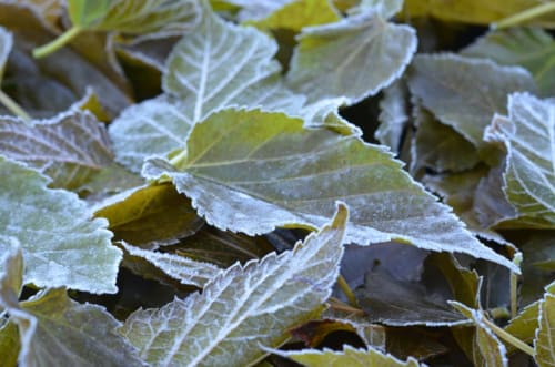 Feuilles givrées à La Tour Blanche B&B à Forest-Montiers, France