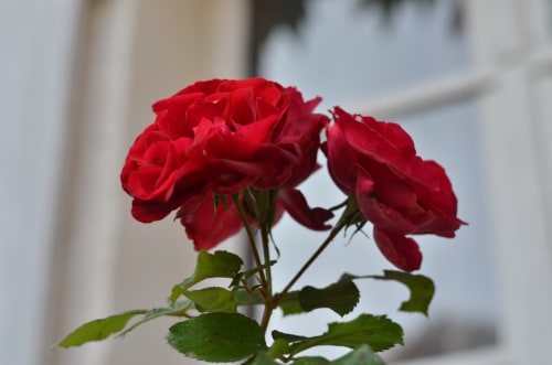 Roses rouges éclatantes du gîte La Tour Blanche à Forest-Montiers, France