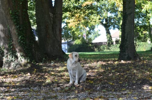 Labrador blanc assis sous les grands arbres à La Tour Blanche B&B à Forest-Montiers, France