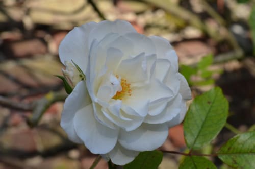 Fleur de camélia blanc s'épanouissant dans le jardin de La Tour Blanche, gîte en Forêt-Montiers, France