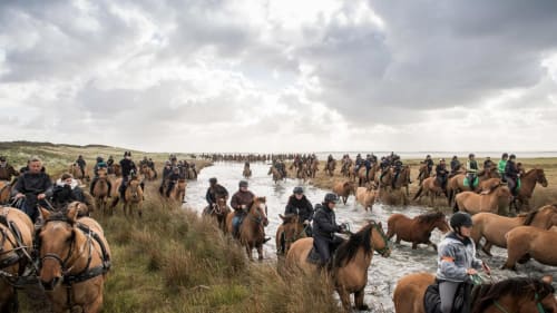Grand groupe de cavaliers à cheval brun traversant une rivière dans un paysage herbeux près de La Tour Blanche, Forest-Montiers