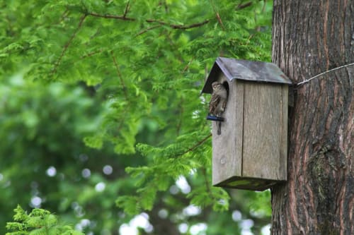Petit oiseau perché sur un nichoir en bois dans les arbres de la retraite forestière La Tour Blanche à Montiers, France