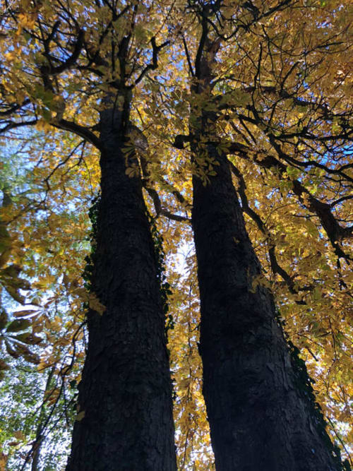 Grand arbres aux feuillages dorés d'automne à La Tour Blanche, Forest-Montiers