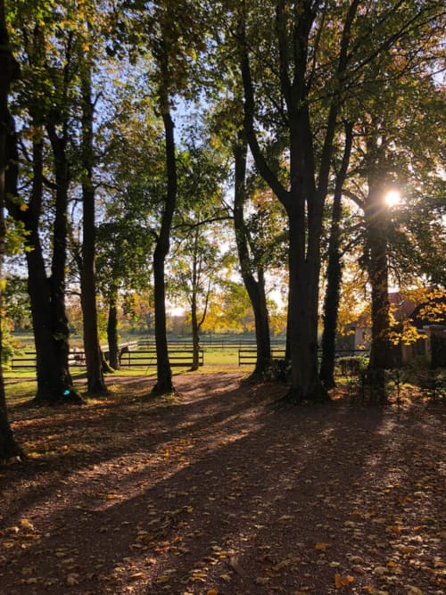 Allée bordée d'arbres d'automne à La Tour Blanche, avec feuilles tombées et champs champêtres à Forest-Montiers