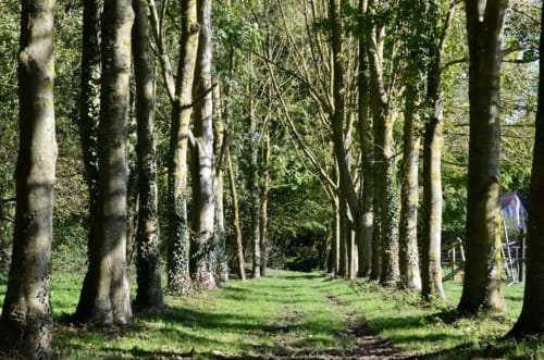 Allée forestière bordée d'arbres au gîte La Tour Blanche à Forest-Montiers, France