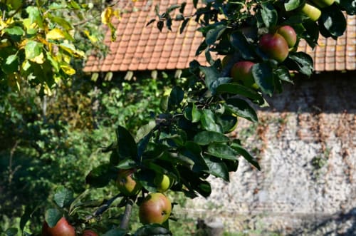 Pommier aux fruits mûrs à La Tour Blanche B&B à Forest-Montiers, France